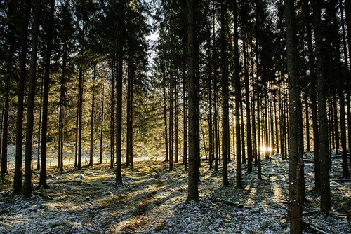 I den vackra granskogen som går under namnet Kroken börjar det snart bli dags att slutavverka.