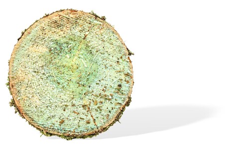 Eftersom dygnsmedeltemperaturen överstiger 5° behandlas alla stubbar i grangallringen för att förhindra spridning av rotröta i beståndet.