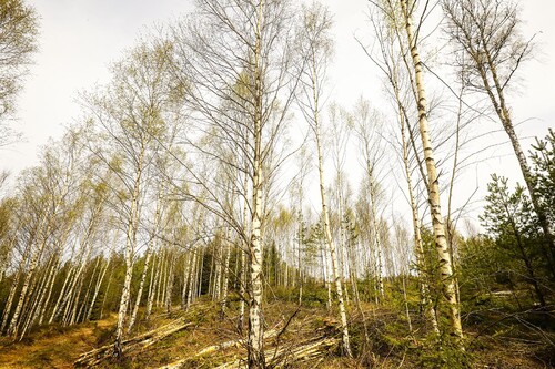 En misslyckad granföryngring får nytt liv när Nadja och Philip istället väljer att gallra fram björken. Den vackra björkbacken blir perfekt för en picknick