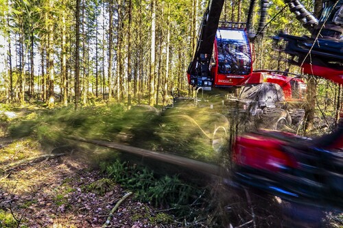 Det här granbeståndet har redan hunnit bli mer än 40 år, men det är första gången som det maskingallras. Därför får Jonathan Nilsson tänka till lite extra när han kör.
