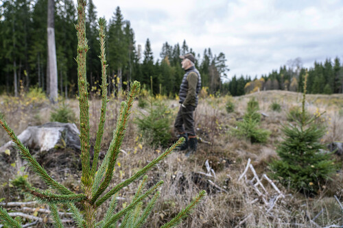 Boris Claesson har lagt mycket energi på att restaurera Isbergas skogar som i dag är i stark tillväxt, från planteringar till gallringsskog i olika åldrar.