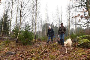 Oshults gård. Markägare Amelie Fürst med hundarna Dylan och Vilda samt Sydveds inköpare Lars-Göran Eriksson tar en promenad i björkplanteringen som ersatte ett granbestånd efter Gudrun. Det är redan förstagallrat, och slutavverkning sker troligen vid 35 års ålder.