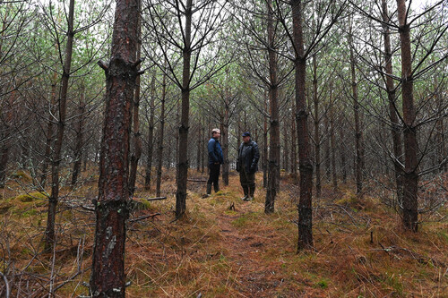 Hamneda. Tallplaneringen hos Kjell Skoog växer fint konstaterar Sydveds inköpare Ludwig Björkman: 