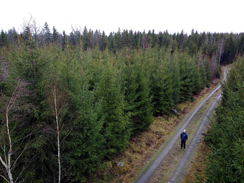 Odenssvallahult. Sydveds Johan Bergman möter upp vid en av Roberts lyckade planteringar.
