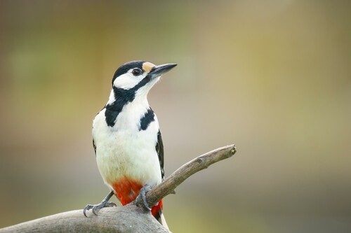 Foto: Lasse Arvidson