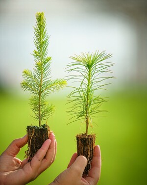 Under 2023 planterades 176 miljoner granplantor och 236 miljoner tallplantor.