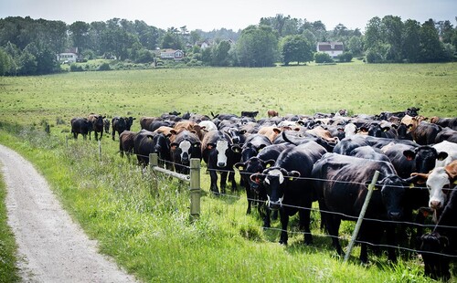 Annie arrenderar ut delar av marken till Bjällansås som producerar KRAV-märkt kött.