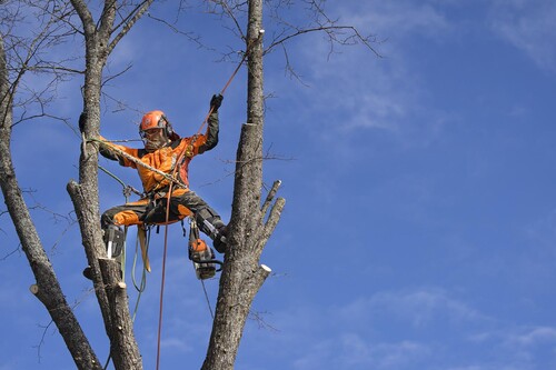 Arborister