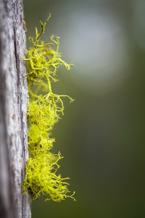 Varglav
Foto: Lasse Arvidson