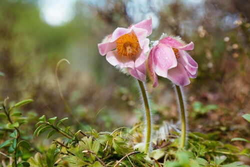 Mosippan är en ovanlig blomma som trivs
på sandmarker i torra tallskogar som tidigare
präglats av bränder. Foto: Lasse Arvidson