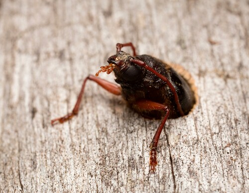 Raggbocken är skogens längsta långhorning.
Foto: Shutterstock