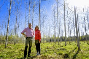 Ser du himlen genom kronorna i aspbeståndet? Om inte, är det dags att röja eller gallra! Första gallringen skotad! Medelstam på 64 mm ger många stammar på skotaren. Fåren betar ner rotskotten och äter upp löven så att rotskotten dör.