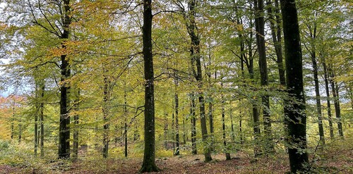 Foto: André Gustafsson