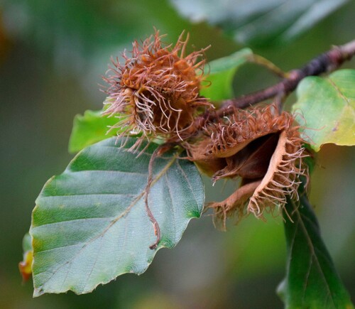 Vid naturlig föryngring använder man gamla träd som frökällor. Bokarna friställs, vilket gör att träden man lämnar kvar producerar mer bokollon. Foto: iStock