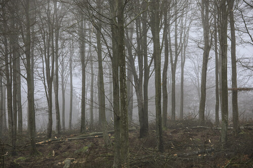 Beståndet ska komma upp tätt så att det danas med raka och kvistfria stammar av hög kvalitet.