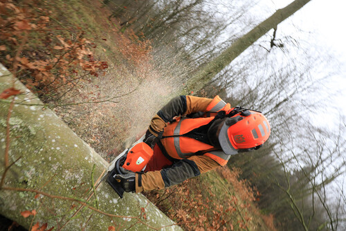 Genom att aptera på rätt ställe i förhållande till kvisten kan Roger Aldenhamn kapa fram en timmerstock istället för en massavedsstock och på det sättet skapa värden för skogsägaren.