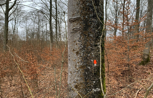 En bok som är stämplad för borttagning. I bakgrunden en god föryngring.