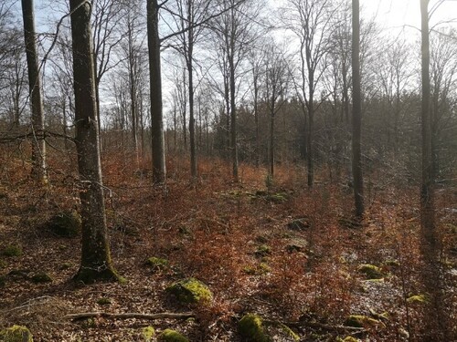 Här ser vi en god bokföryngring, nästa skogsvårdsåtgärd är gallring.