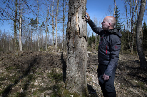 Niklas Fogdestam är certifieringsansvarig på Sydved.