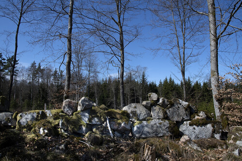 I anslutning till den gamla torpruinen har man frihuggit ädellövet samt planterat apel, körsbärsträd och lind.