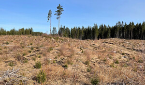 Detta bestånd markbereddes för 4 år sedan och redan börjar det bli svårt att se om det varit markberett eller ej. Men den självföryngrade björken avslöjar att det varit markberett.