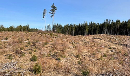 Detta bestånd markbereddes för 4 år sedan och redan börjar det bli svårt att se om det varit markberett eller ej. Men den självföryngrade björken avslöjar att det varit markberett.
