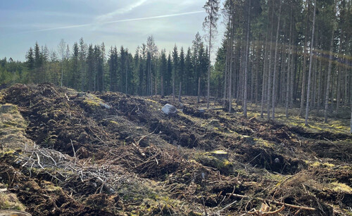 Ett område som är nyligen markberett.