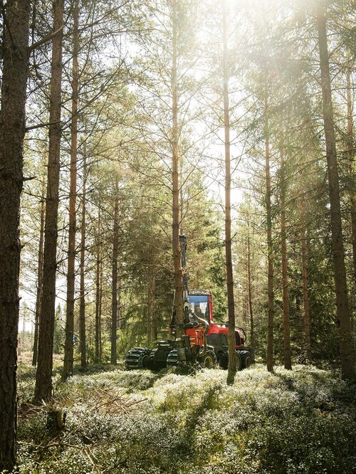 I en andra gallring handlar det mer om att glesa ut så att tillväxten flyttas till träden som blir kvar, en finputsning av förstagallringen helt enkelt.