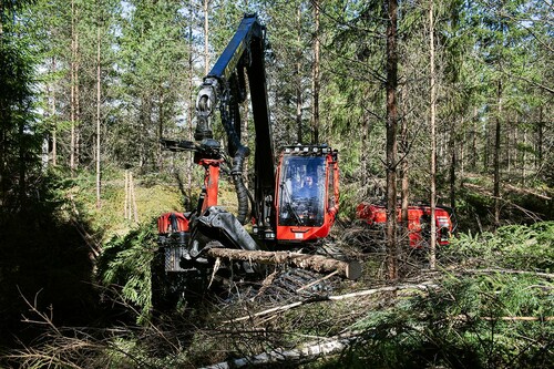 Vid förstagallringen plockade Daniel och Timmy bort träden som var små, krokiga eller skadade.
