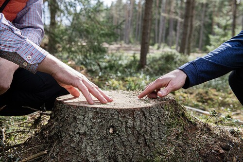 Mattias och Timmy tittar på trädets årsringar, här kan man tydligt se effekterna av gallring. Efter en gallring ser man ofta att tillväxten ökar.