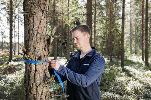 Timmy märker ut stickvägar, där skördaren kan arbeta sig fram i beståndet. Ett väl planerat vägnät minskar risken för att maskinerna lämnar spår i marken.