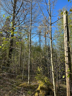 Eken i mitten har skjutit på höjden.