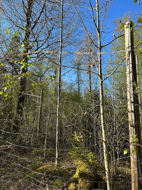 Eken i mitten har skjutit på höjden.