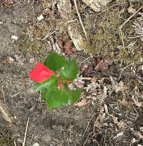 Första stoppet, ny plantering.