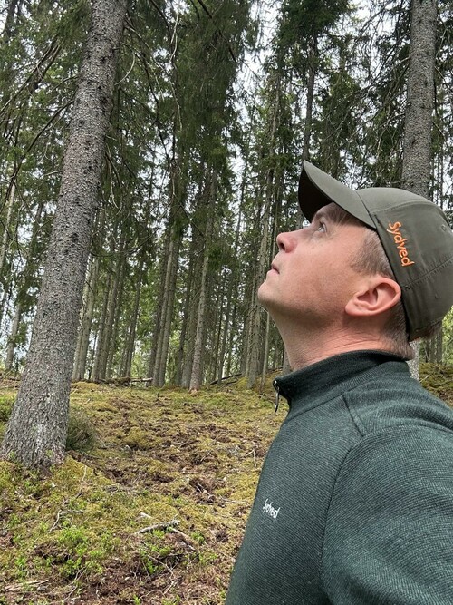 Tittar på en slutavverkning.