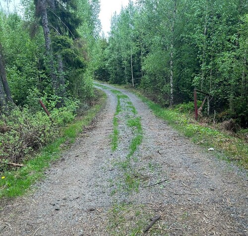 Ett kortare stopp på en skogsväg som snart ska grusas.