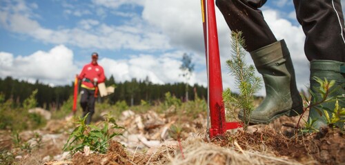 En del skogsägare lejer ut hela planteringen, andra väljer att plantera en del eller hela hygget själva. Oavsett vilket är det klokt att inte ska chansa med föryngringen utan ge den nya skogen den bästa starten.