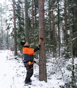 Stolpsynaren Niklas Oscarsson, från Rundvirke skog.