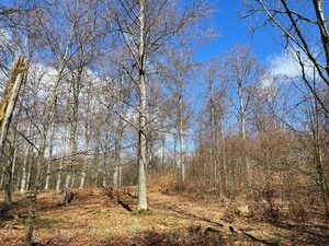 Plockhuggning i bokbestånd.