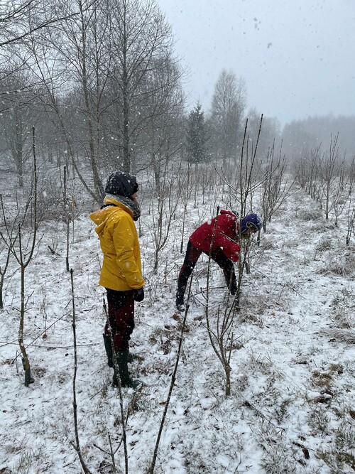 Busigt aprilväder med ömsom sol, ömsom snö. Här står föreläsare bland askplantor och berättar hur man kan beskära dem rätt.