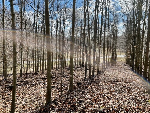 Plantering av bok och björk som gallrats.