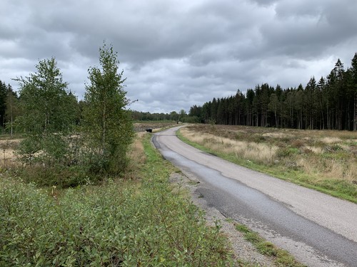 Och på den sista bilden ser vi hur en ny generation granskog är på väg upp.