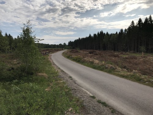 4. Fjärde bilden är tagen när riset hade hunnit torka och blivit brunt. Strax efter detta skotades riset ihop och flisning gjordes med lastbilshugg längs vägen. Slutligen markbereddes och planterades hygget.