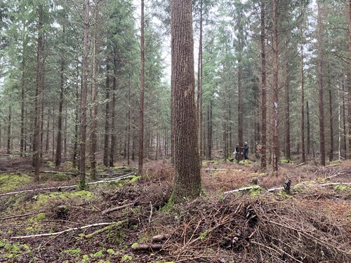 Här har Sydved gallrat fram en stor ek som utgör ett naturvärdesträd i bestånde.