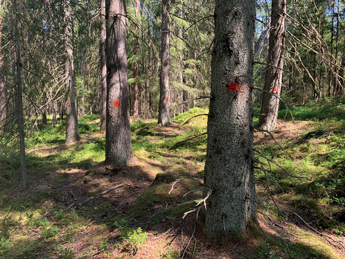 Märk ut de angripna träden. Foto: Gustav Cagner.
