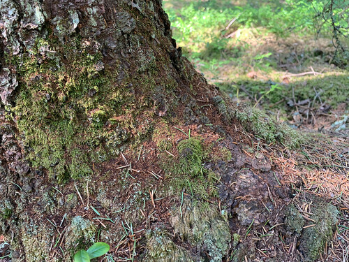 Brunt borrmjöl längst ned på stammen är ett tydligt tecken på angrepp. Foto: Gustav Cagner.