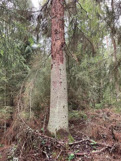 Barken har släppt på de angripna granarna. De ljusa strecken på stammen är spår efter hackspettar som har sökt efter föda.