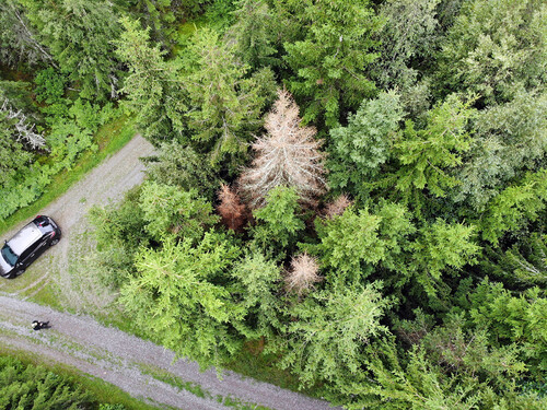Här ser man tydligt hur några angripna granar har skiftat färg från grönt till rostrött/brunt.