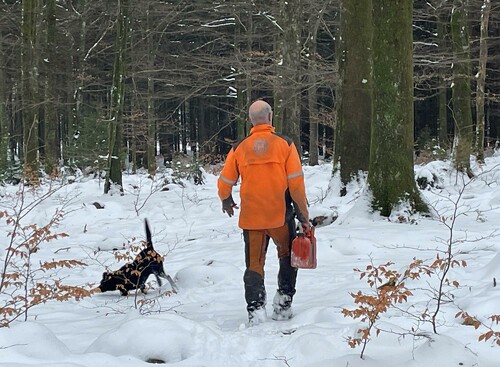 En motormanuell huggare är alltid bra att ha vid denna typ av avverkning.