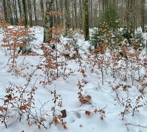 Föryngringen har redan kommit igång och med ytterligare ljus efter avverkningen kommer den att utvecklas i positiv riktning.